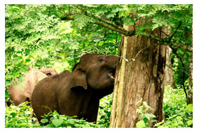 elephant forest