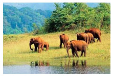 thekkady packages
