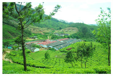 munnar green hills