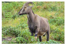 munnar tours